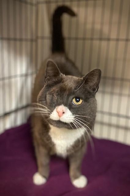 Enlarge Drake, a Adoptable Domestic Short Hair in Duxbury, MA image 1/4