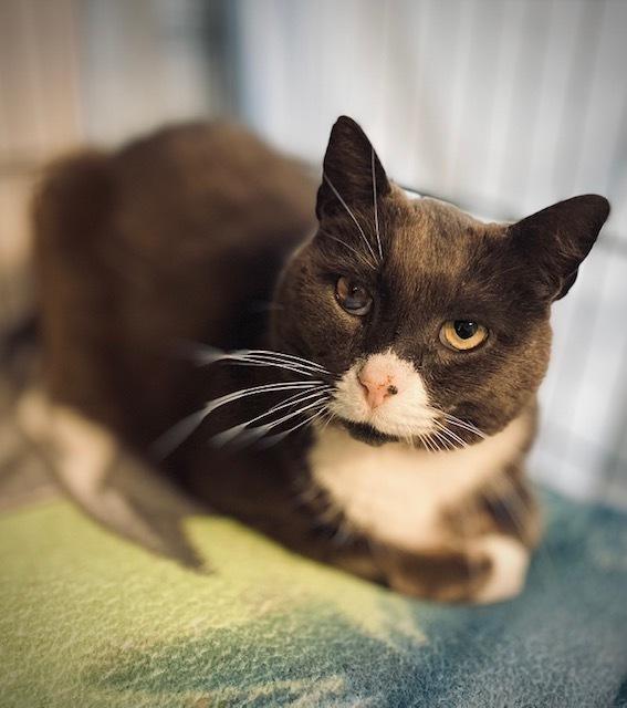 Enlarge Drake, a Adoptable Domestic Short Hair in Duxbury, MA image 2/4