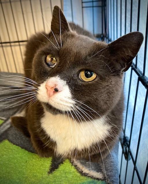 Enlarge Drake, a Adoptable Domestic Short Hair in Duxbury, MA image 3/4