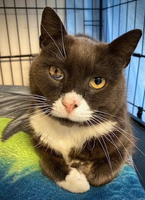 Enlarge Drake, a Adoptable Domestic Short Hair in Duxbury, MA image 4/4