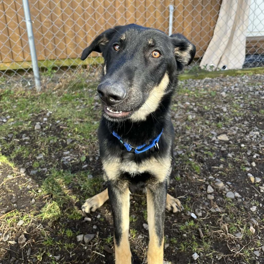Eddy, Adoptable, Young Male Shepherd & Husky.
