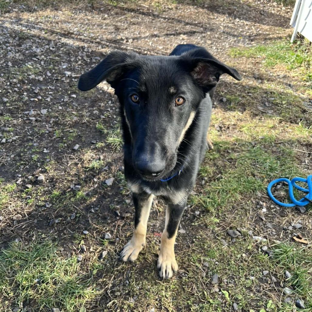 Enlarge Eddy, a Adoptable mixed breed in South Haven, MI image 2/4