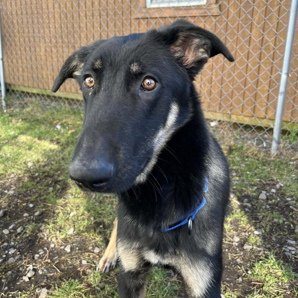 Enlarge Eddy, a Adoptable mixed breed in South Haven, MI image 3/4
