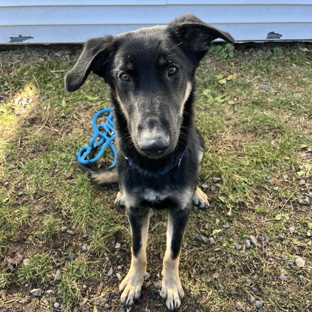 Enlarge Eddy, a Adoptable mixed breed in South Haven, MI image 4/4