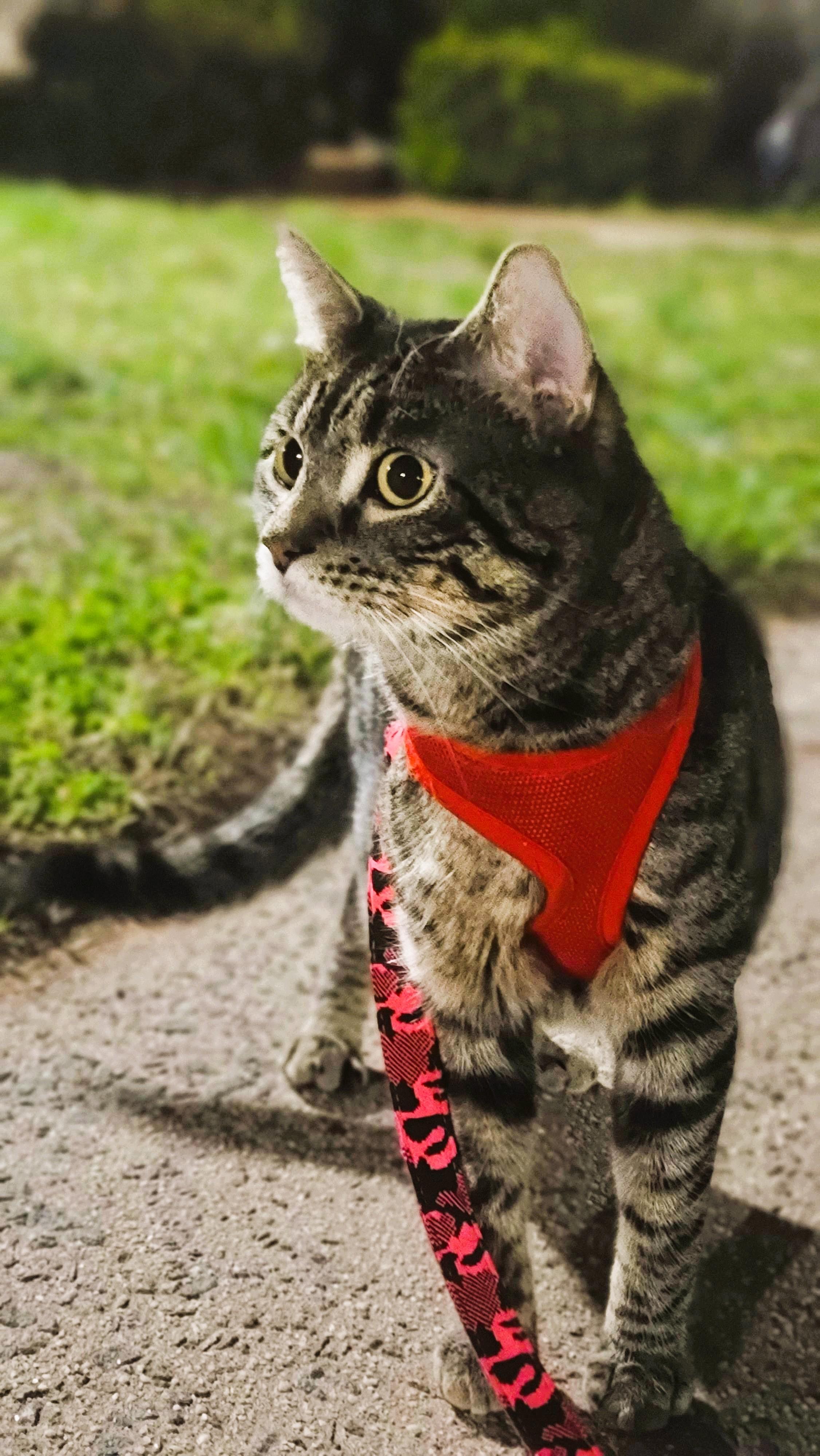 Max, ADOPTABLE, Adult Male Domestic Short Hair.