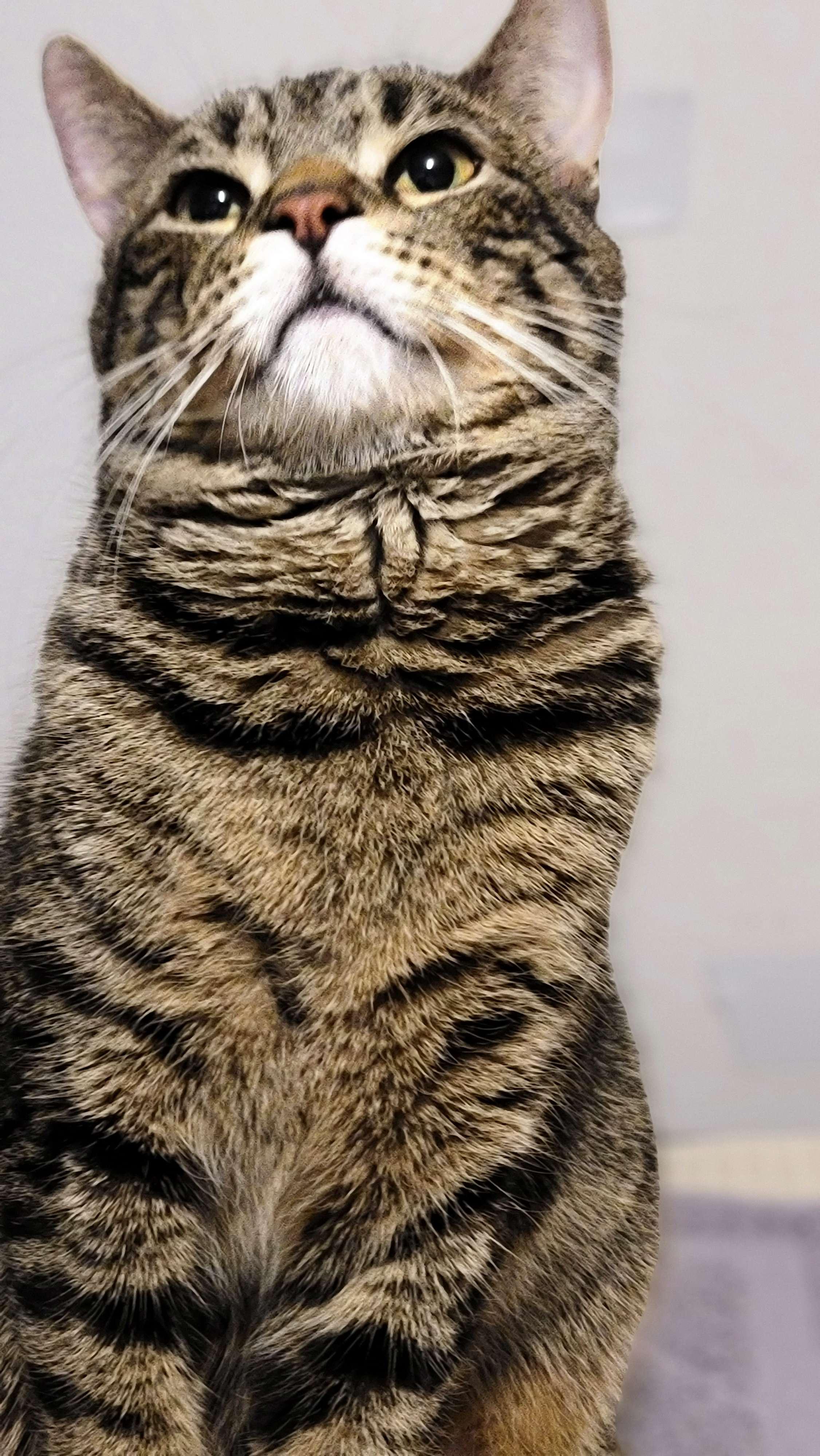 Enlarge Max, a ADOPTABLE Domestic Short Hair in Piscataway, NJ image 5/5