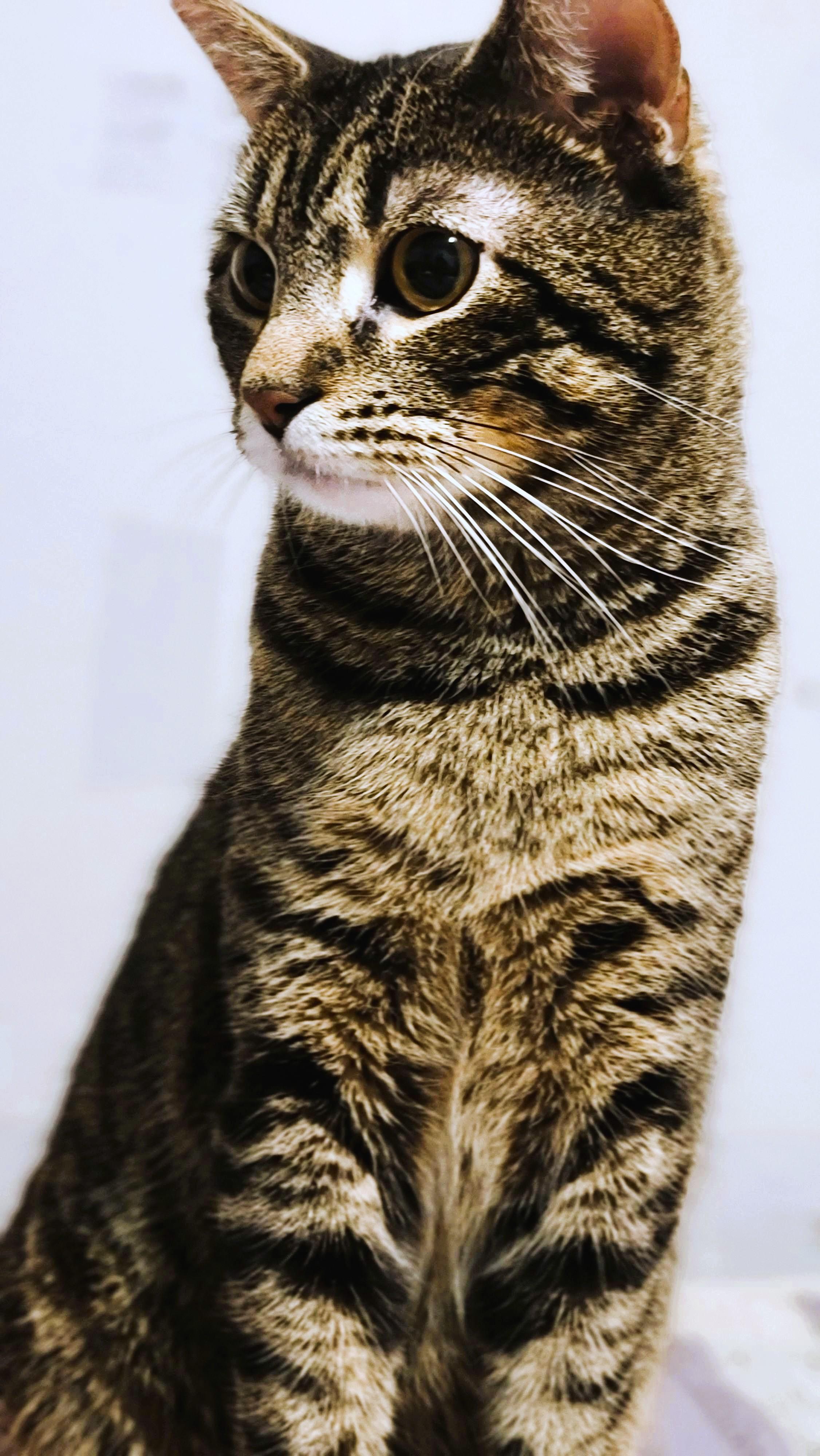 Enlarge Max, a ADOPTABLE Domestic Short Hair in Piscataway, NJ image 4/5