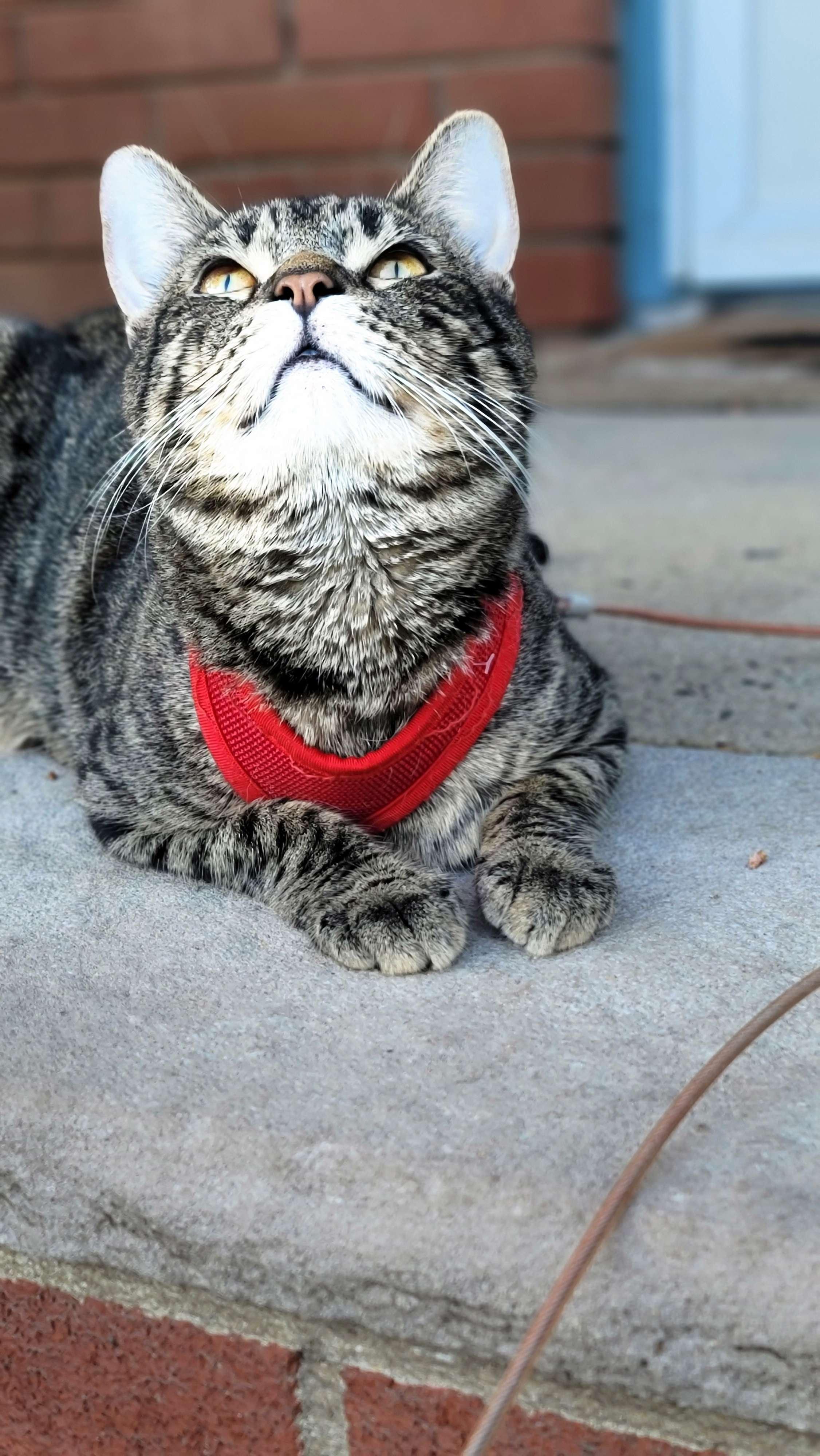 Enlarge Max, a ADOPTABLE Domestic Short Hair in Piscataway, NJ image 2/5