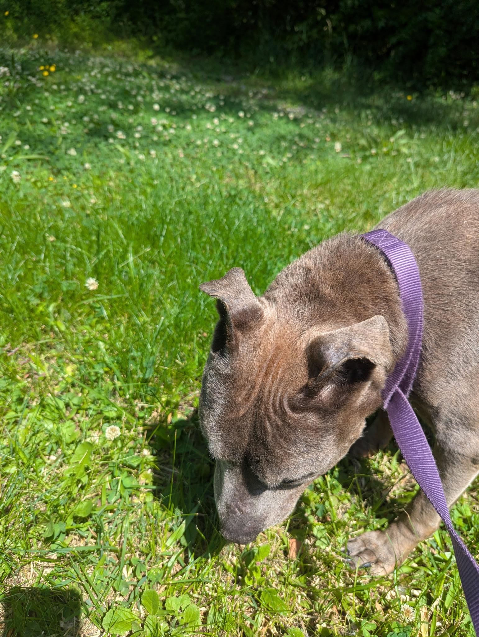 Enlarge Odessa, an adopted Pit Bull Terrier in Petersburg, VA image 6/6
