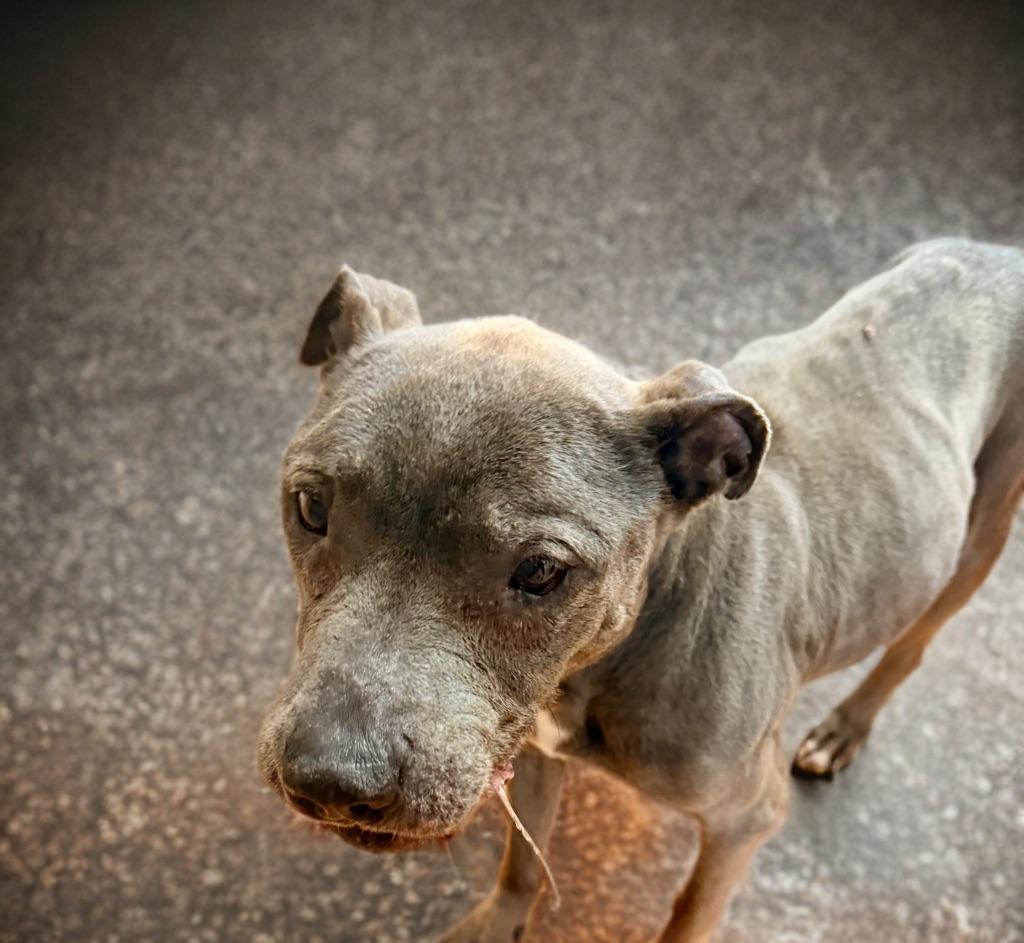 Enlarge Odessa, an adopted Pit Bull Terrier in Petersburg, VA image 5/6