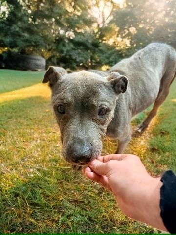 Enlarge Odessa, an adopted Pit Bull Terrier in Petersburg, VA image 3/6