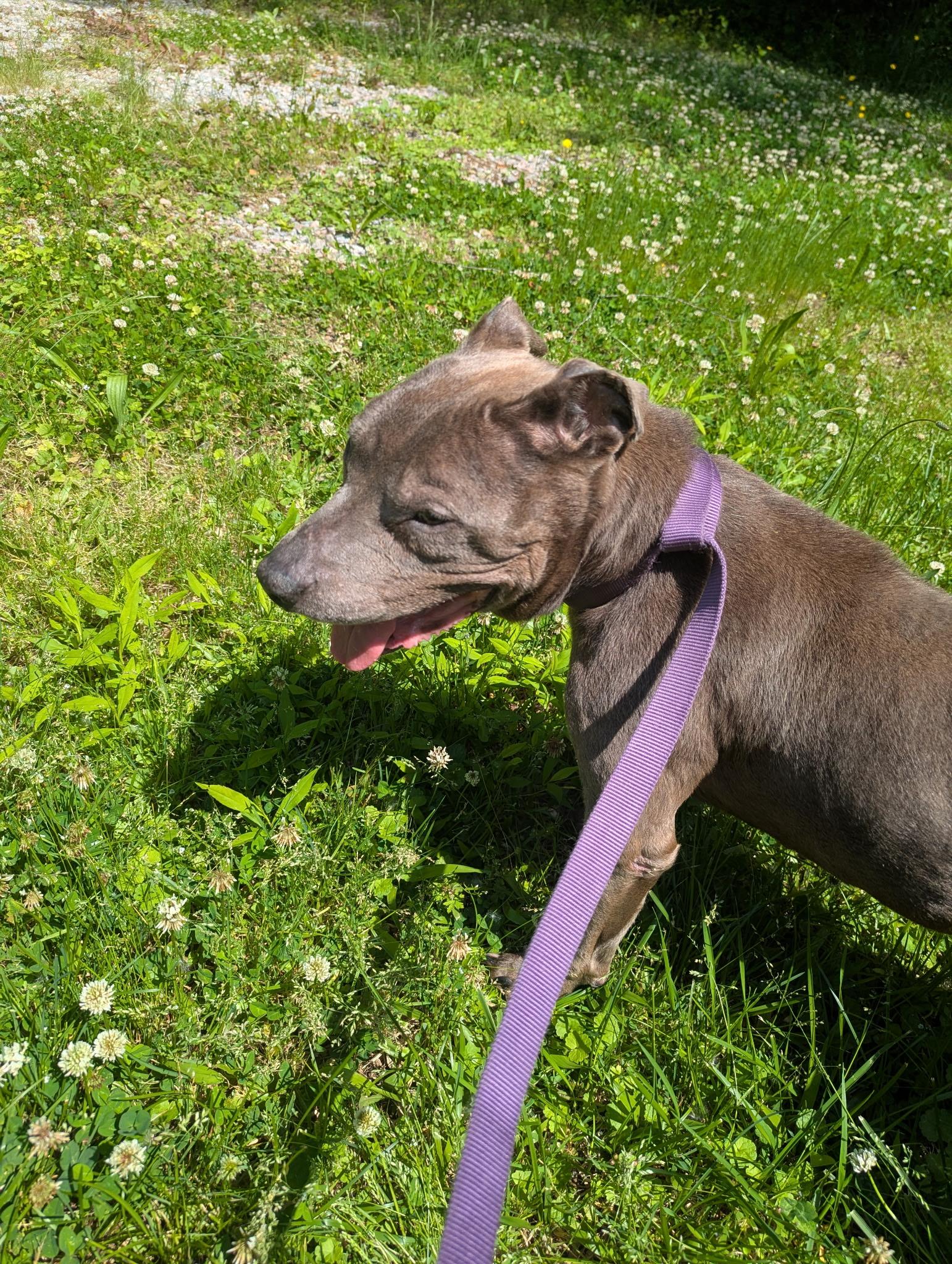 Odessa, adopted, Senior Female Pit Bull Terrier.