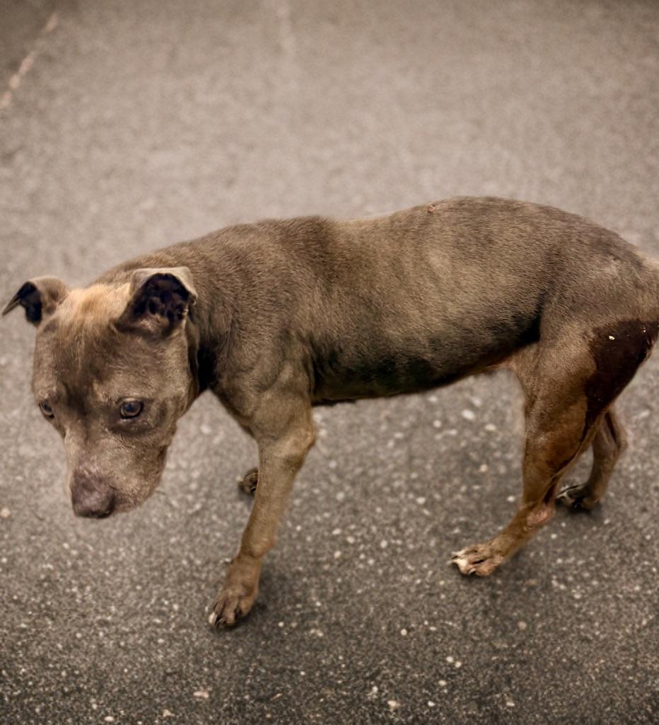 Enlarge Odessa, an adopted Pit Bull Terrier in Petersburg, VA image 4/6