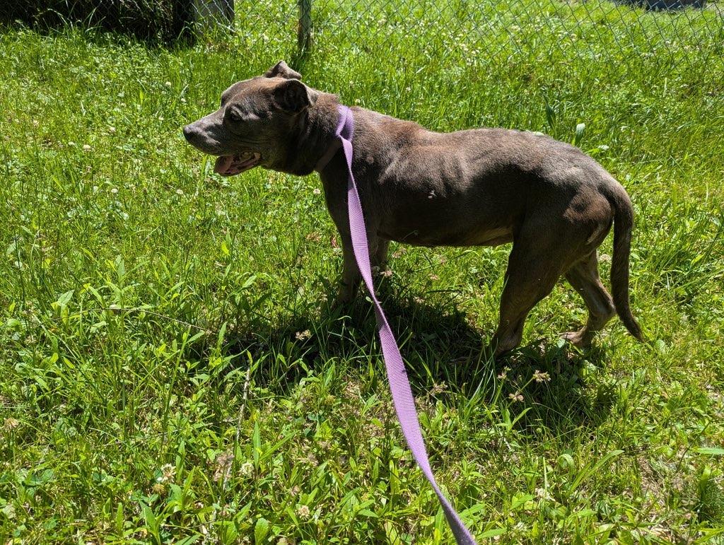 Enlarge Odessa, an adopted Pit Bull Terrier in Petersburg, VA image 2/6