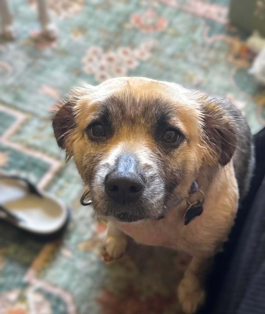 Enlarge MISHA, a Adoptable mixed breed in Palm City, FL image 1/3