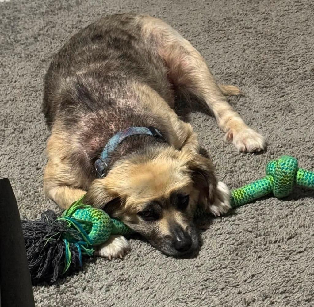 Enlarge MISHA, a Adoptable mixed breed in Palm City, FL image 2/3