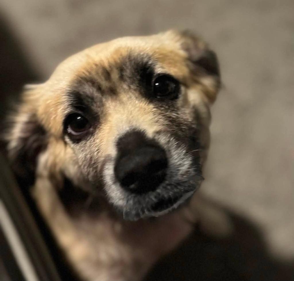 Enlarge MISHA, a Adoptable mixed breed in Palm City, FL image 3/3