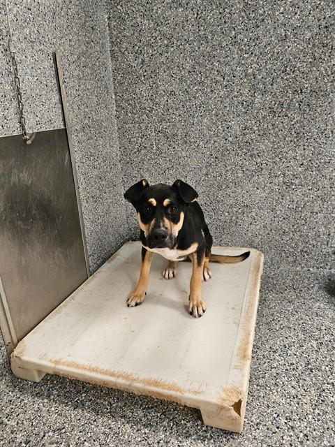 Enlarge MYKIE, a Adoptable mixed breed in Paradise, CA image 1/1