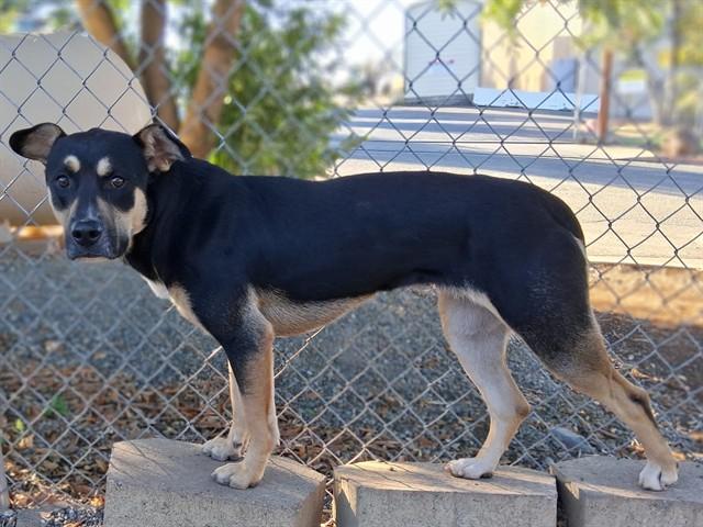 MYKIE, Adoptable, Adult Female Labrador Retriever & Pit Bull Terrier.