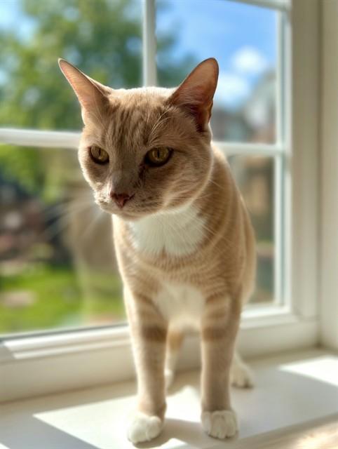 QUIK, Adoptable, Adult Male Domestic Short Hair.
