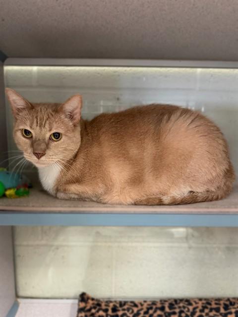 Enlarge QUIK, a Adoptable Domestic Short Hair in Agoura, CA image 1/1