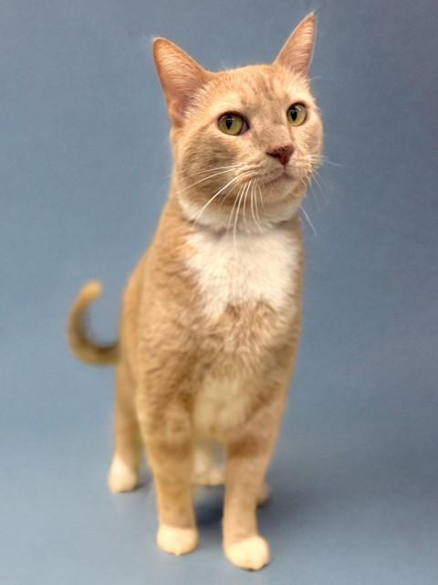 QUIK, Adoptable, Adult Male Domestic Short Hair.