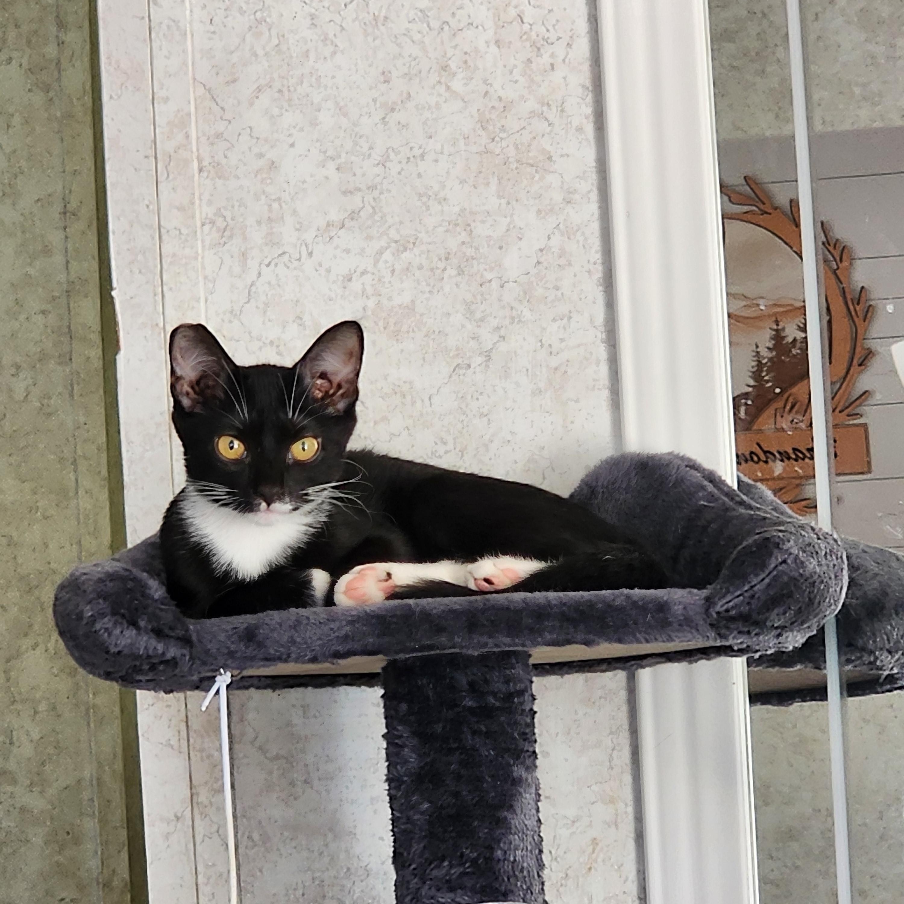Cookie, Adoptable, Kitten Female Domestic Short Hair.