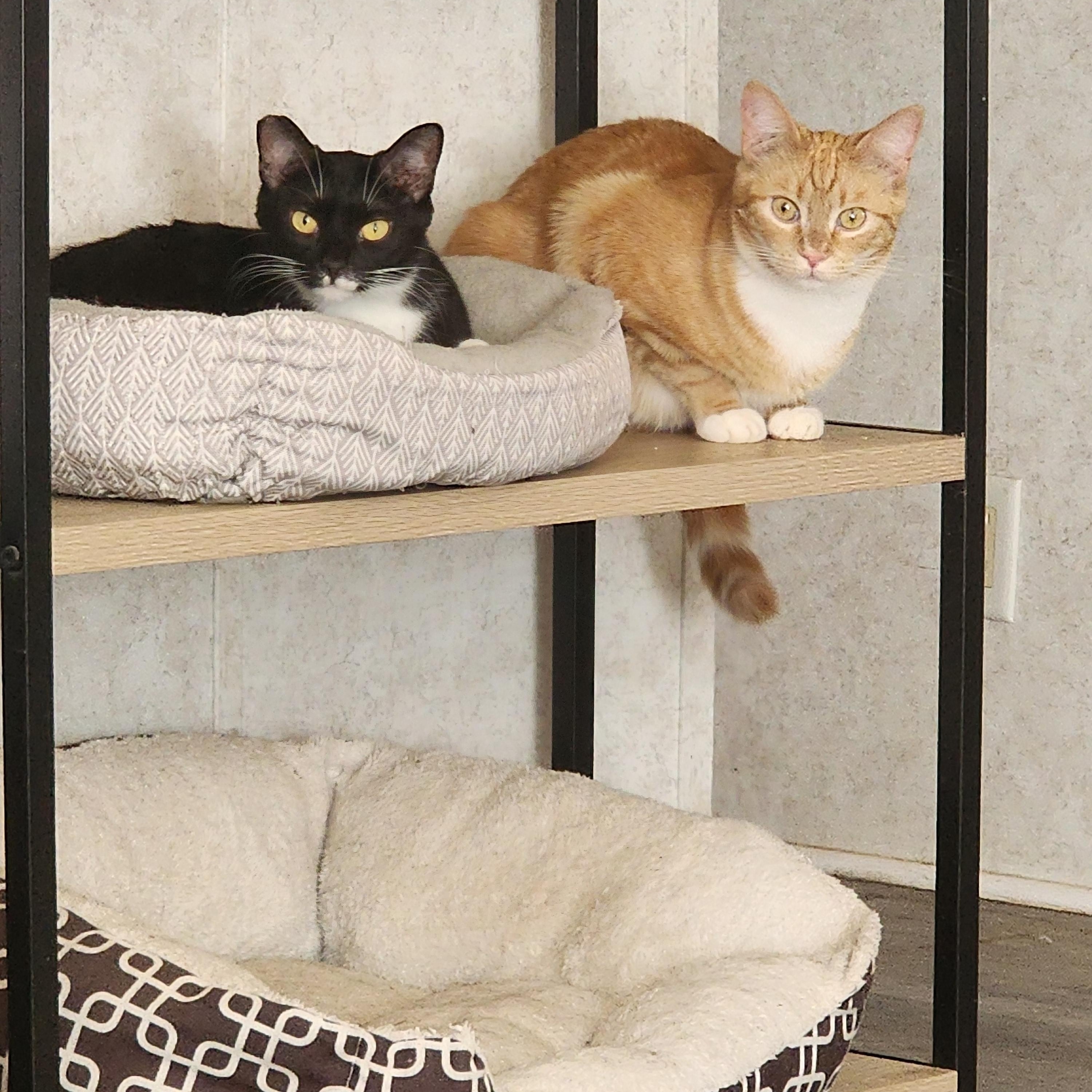 Enlarge Cookie, a Adoptable Domestic Short Hair in Hickory, NC image 4/5