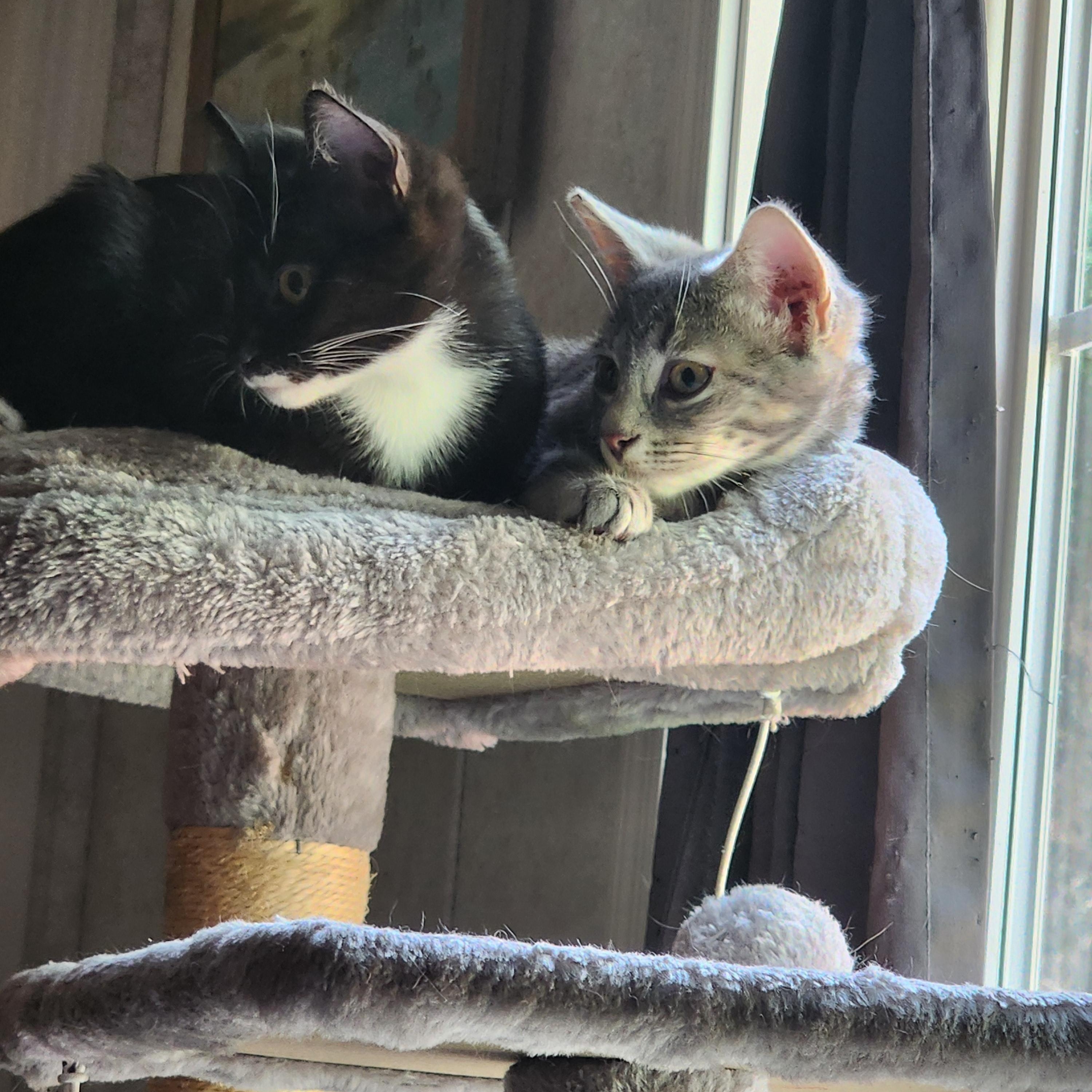 Cookie, a Adoptable Domestic Short Hair in Hickory, NC image 4/5