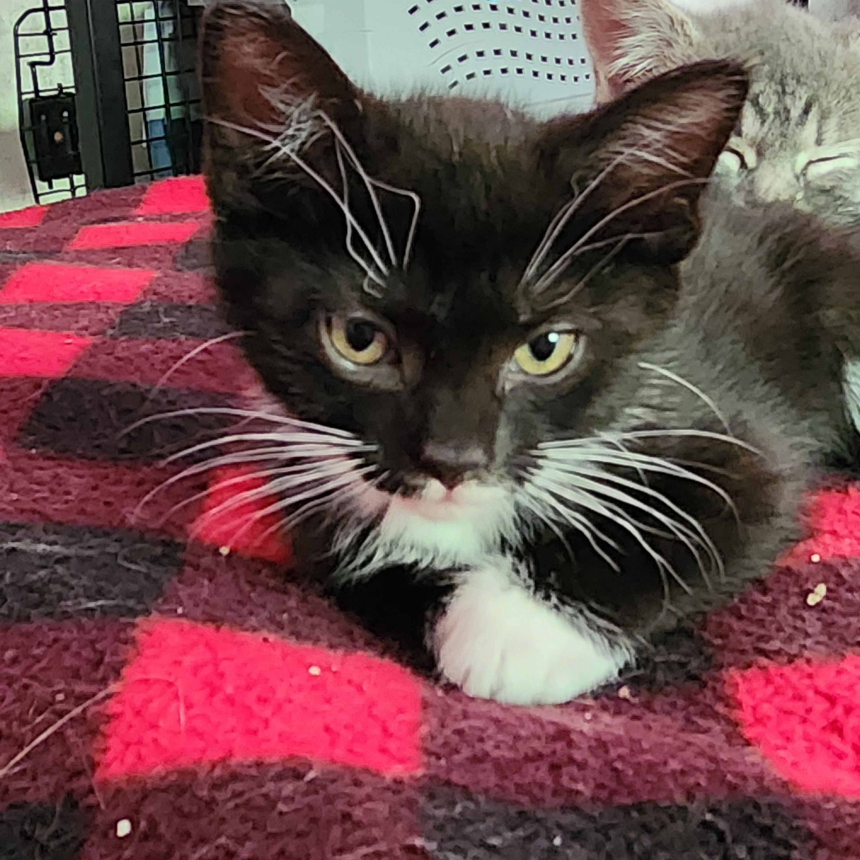 Cookie, a Adoptable Domestic Short Hair in Hickory, NC image 5/5