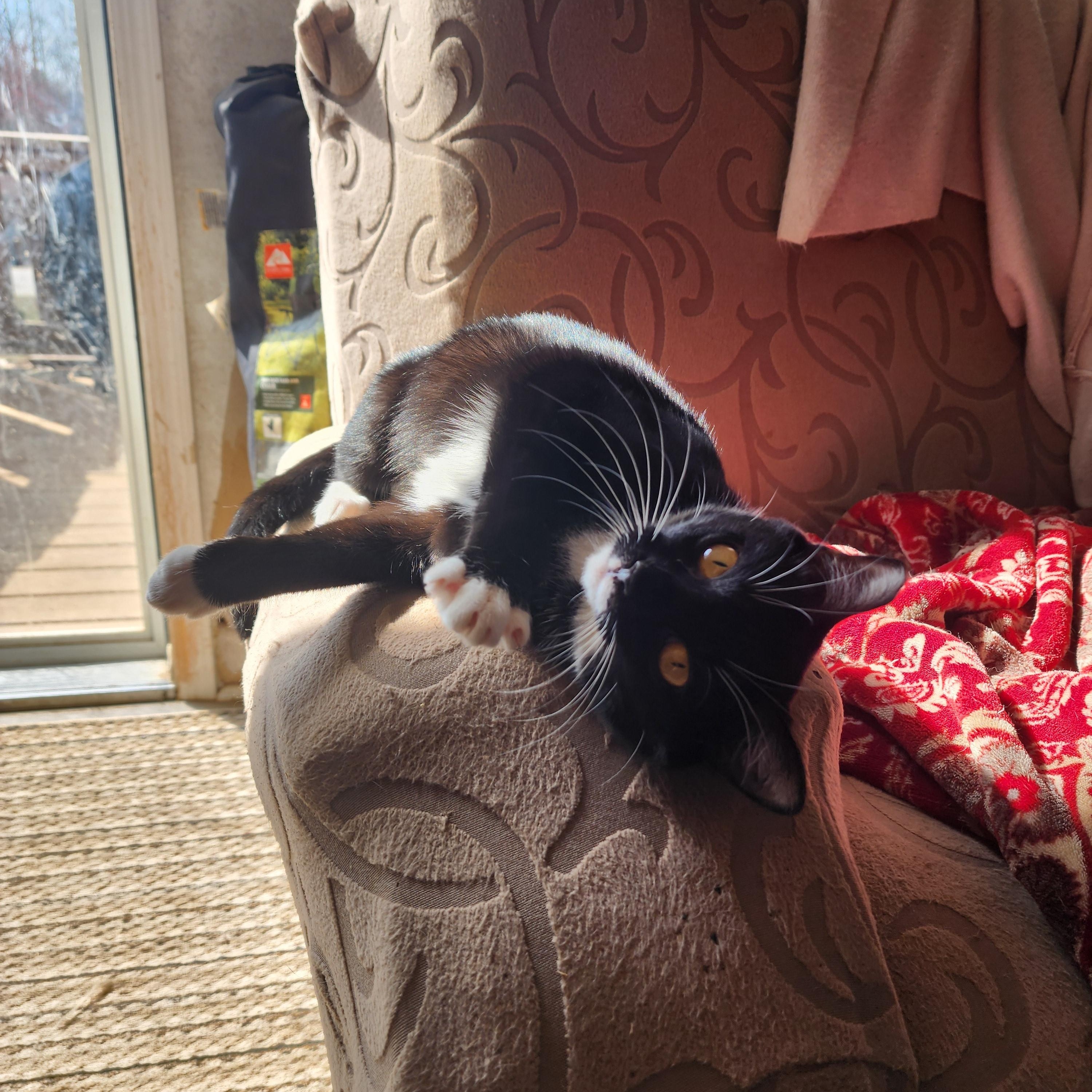 Cookie, Adoptable, Young Female Domestic Short Hair.