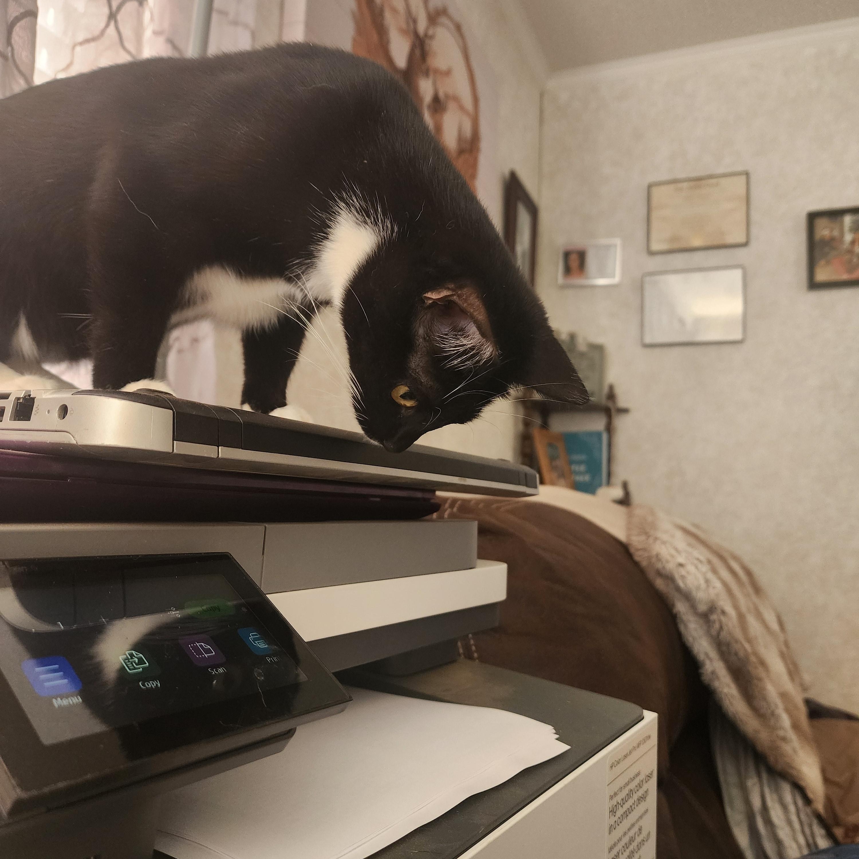 Enlarge Cookie, a Adoptable Domestic Short Hair in Hickory, NC image 2/5