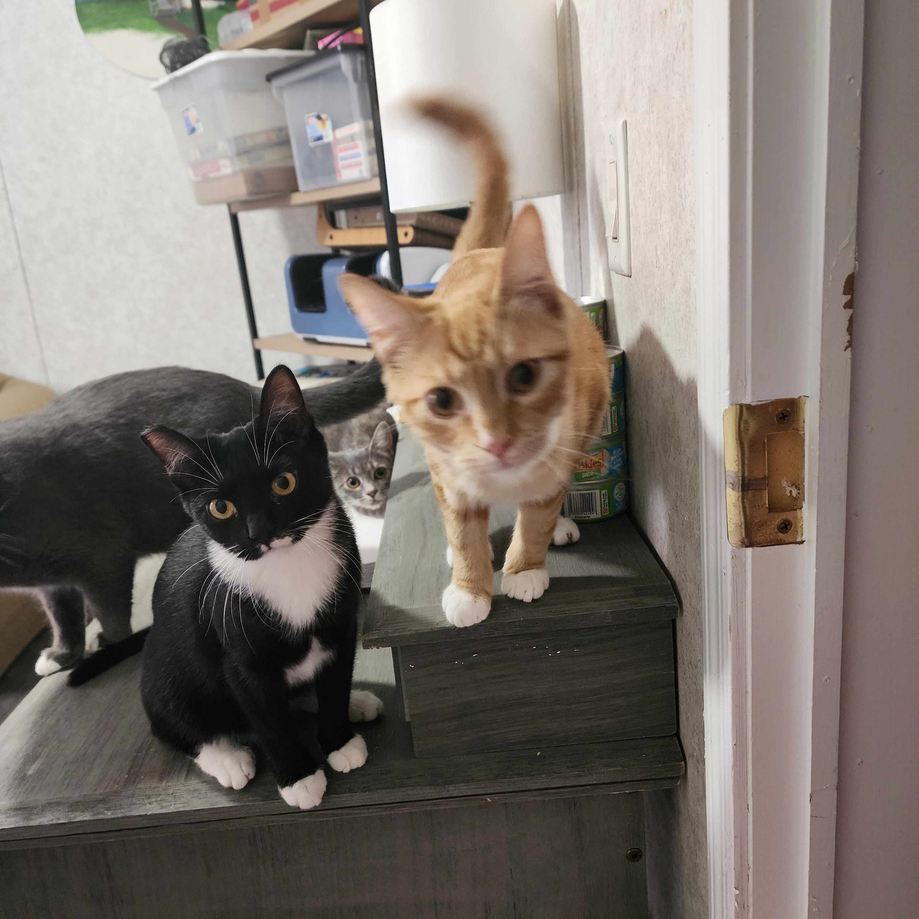 Enlarge Cookie, a Adoptable Domestic Short Hair in Hickory, NC image 3/5