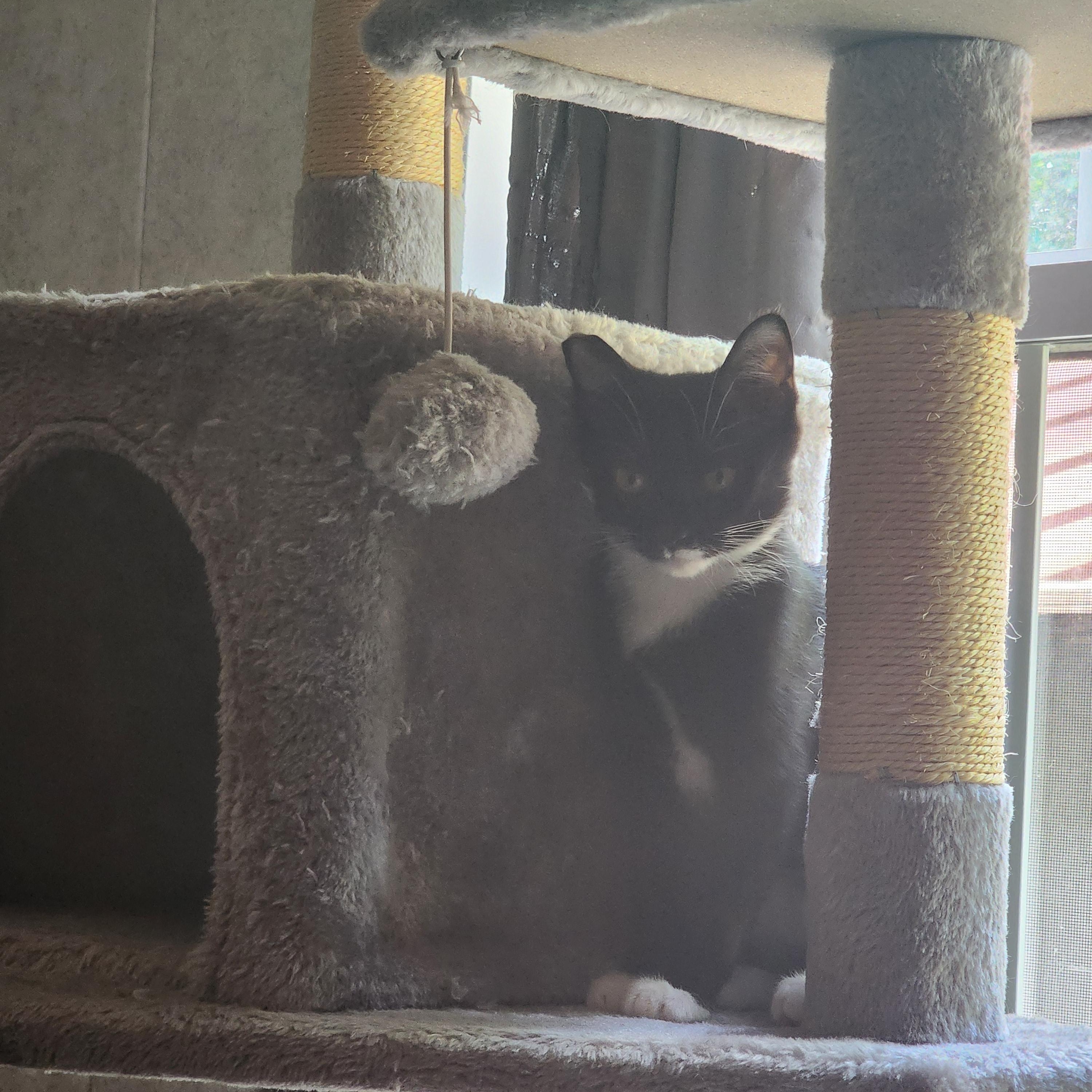 Cookie, a Adoptable Domestic Short Hair in Hickory, NC image 2/5