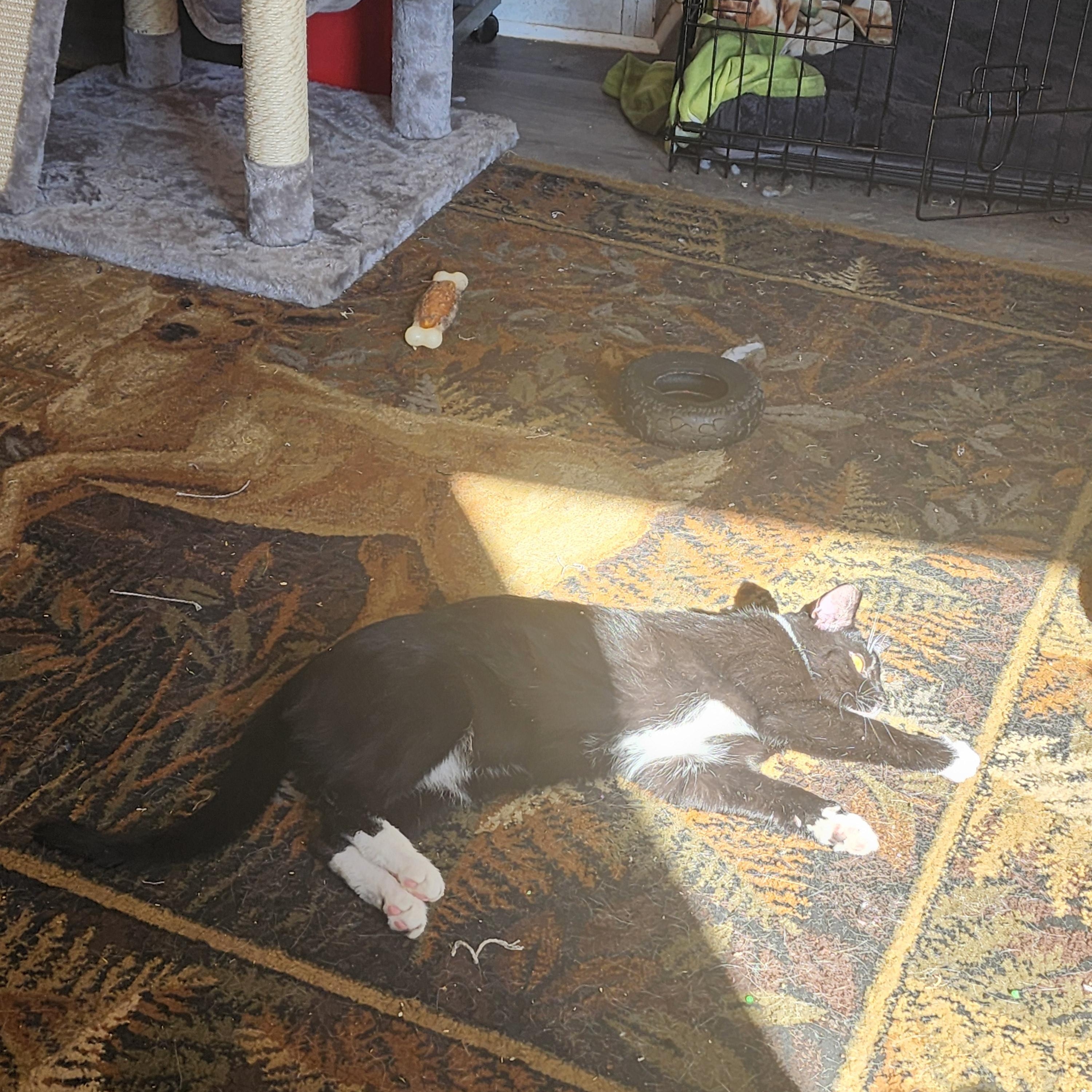 Enlarge Cookie, a Adoptable Domestic Short Hair in Hickory, NC image 4/5