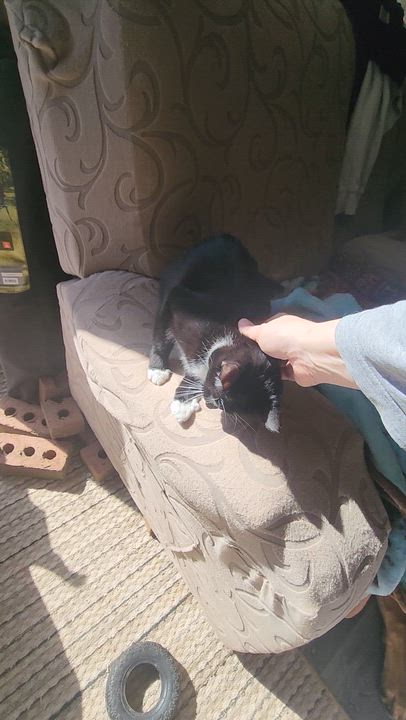 Enlarge Cookie, a Adoptable Domestic Short Hair in Hickory, NC video 5/5