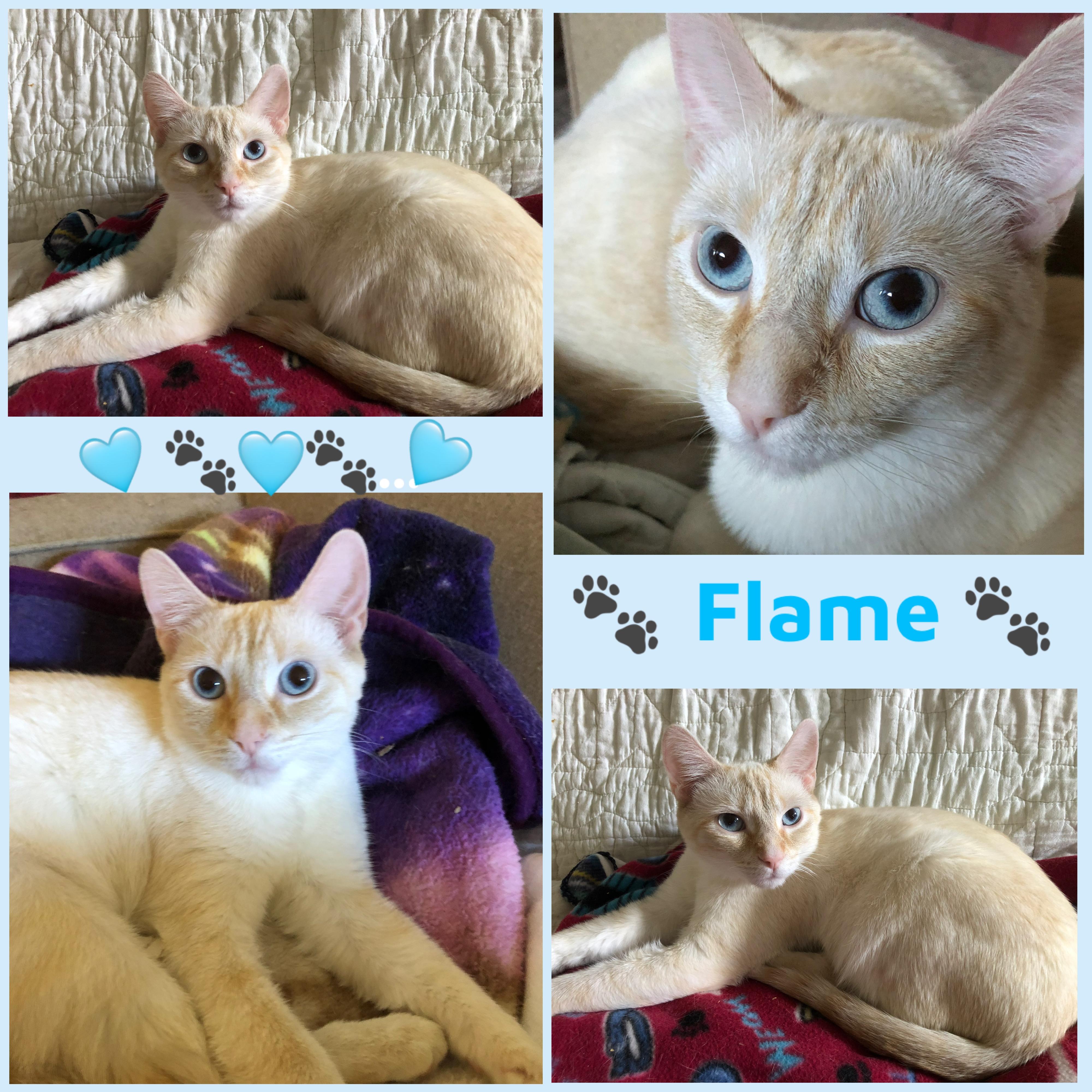 Enlarge Flame, a Adoptable Siamese in Louisville, KY image 1/1