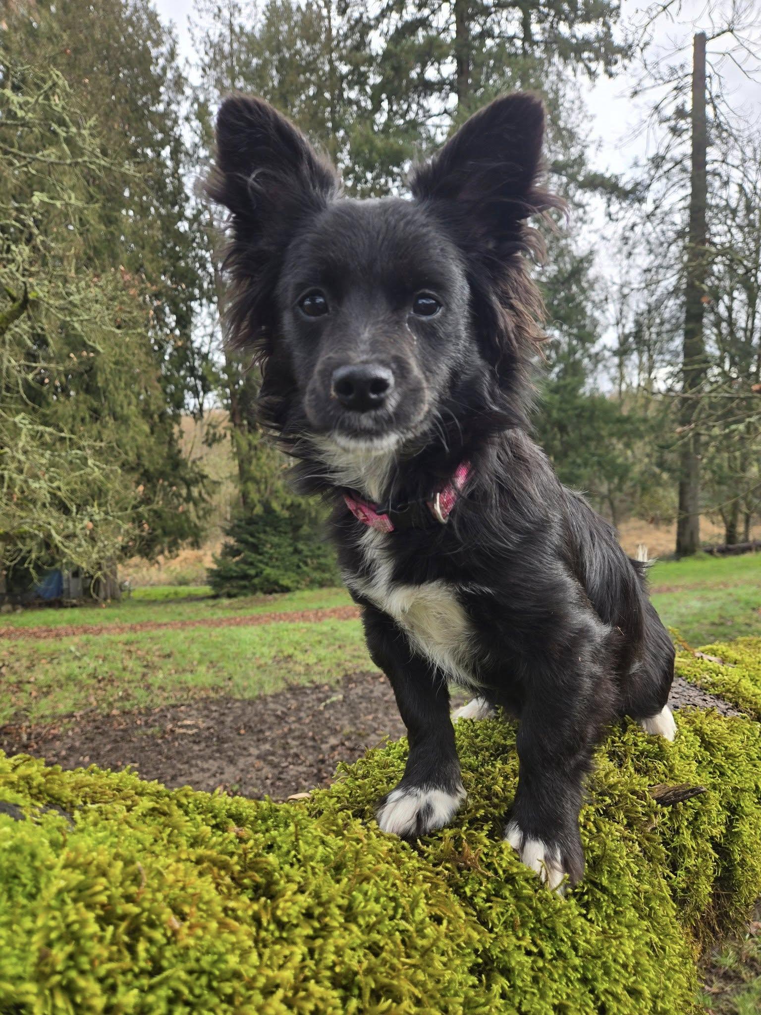 Adele, Adopted, Young Female Papillon.