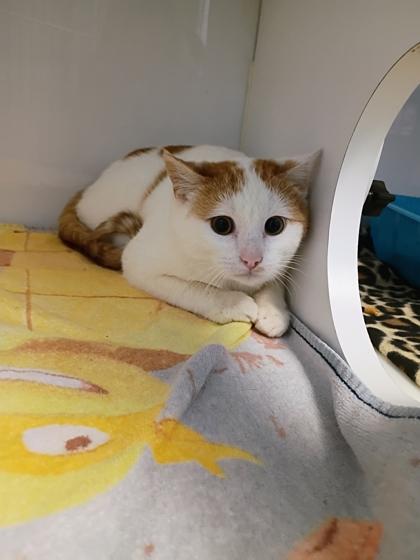 Sammy, Adoptable, Young Male Domestic Short Hair & Domestic Short Hair.