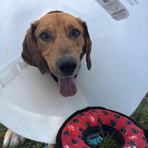 Elote, Adoptable, Young Male Mixed Breed & Hound.