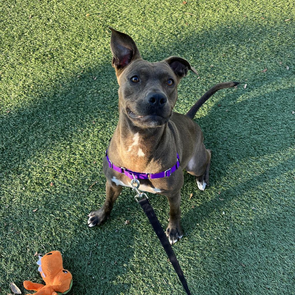 Enlarge Queenie, a Adoptable Mixed Breed in Naples, FL image 2/4