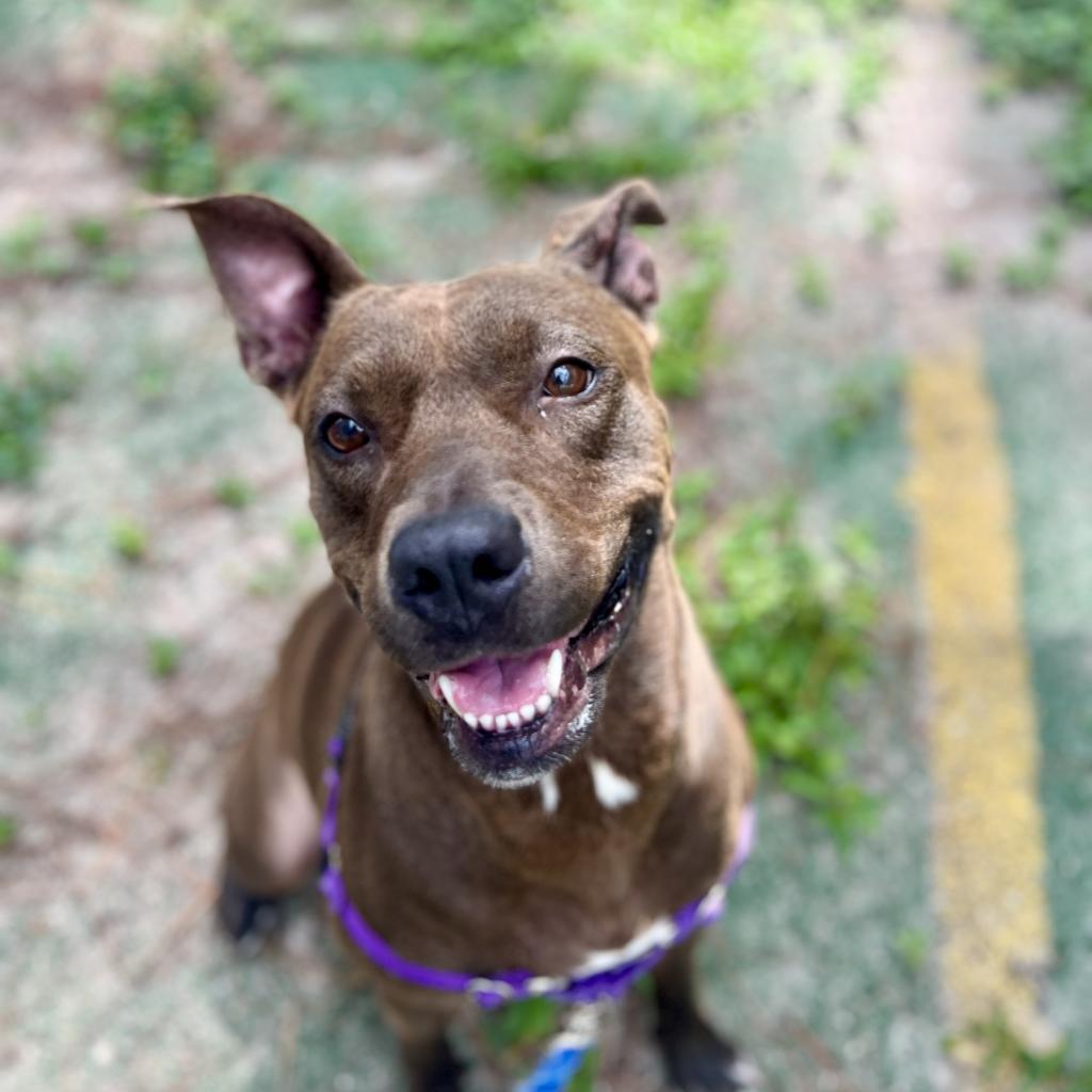 Enlarge Queenie, a Adoptable Mixed Breed in Naples, FL image 4/4