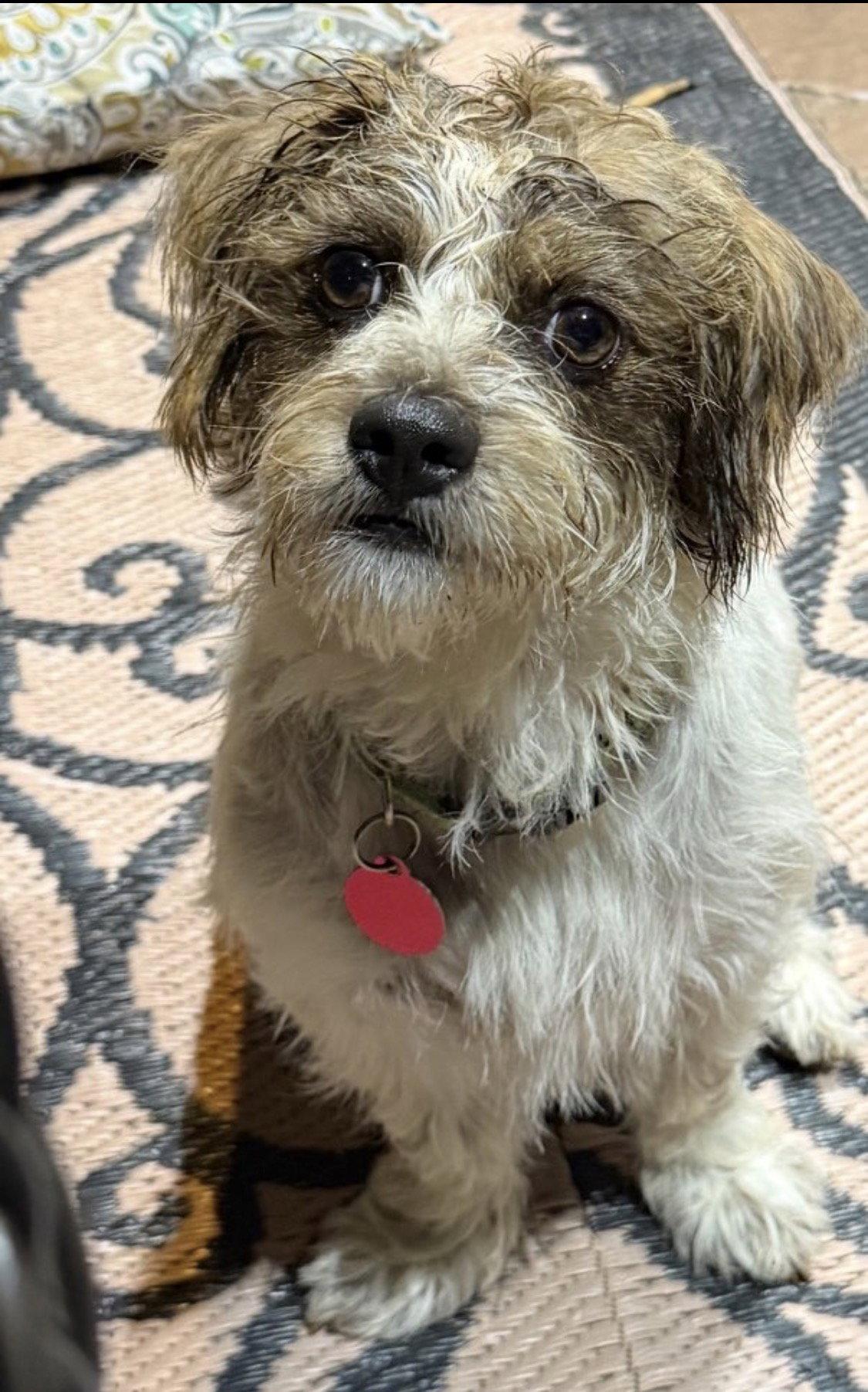 George Lonestar*, Adoptable, Adult Male Norfolk Terrier.