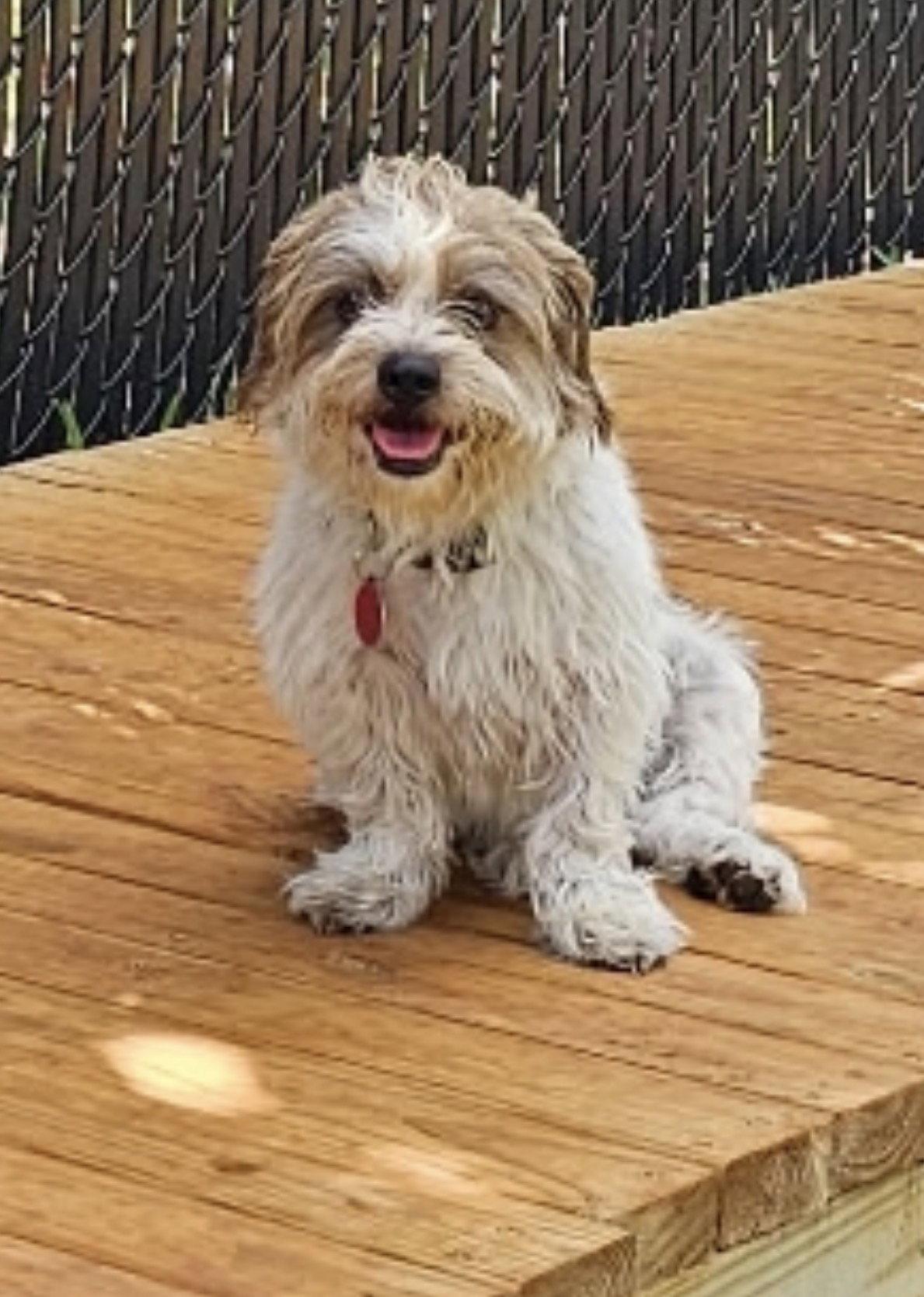 Enlarge George Lonestar*, a Adoptable Norfolk Terrier in Rockaway, NJ image 2/2