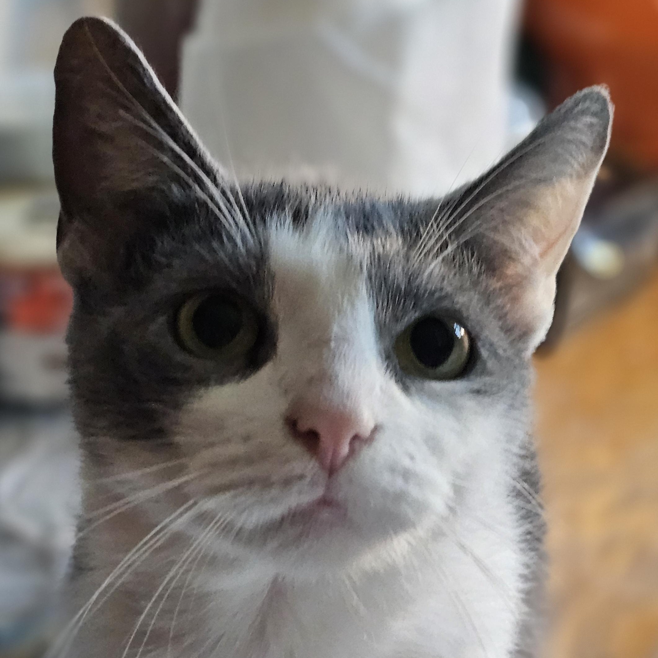 Enlarge Mimi, a Adoptable Domestic Short Hair in Greensburg, PA image 1/1