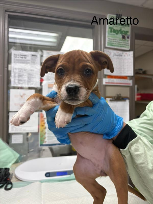 Enlarge Amaretto, a Adoptable mixed breed in Knoxville, TN image 1/1