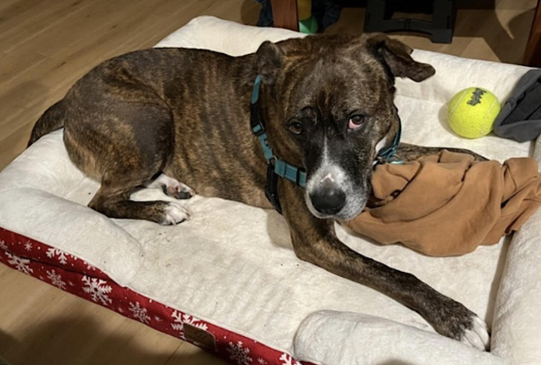 Baby, a Adoptable mixed breed in San Diego, CA image 4/6