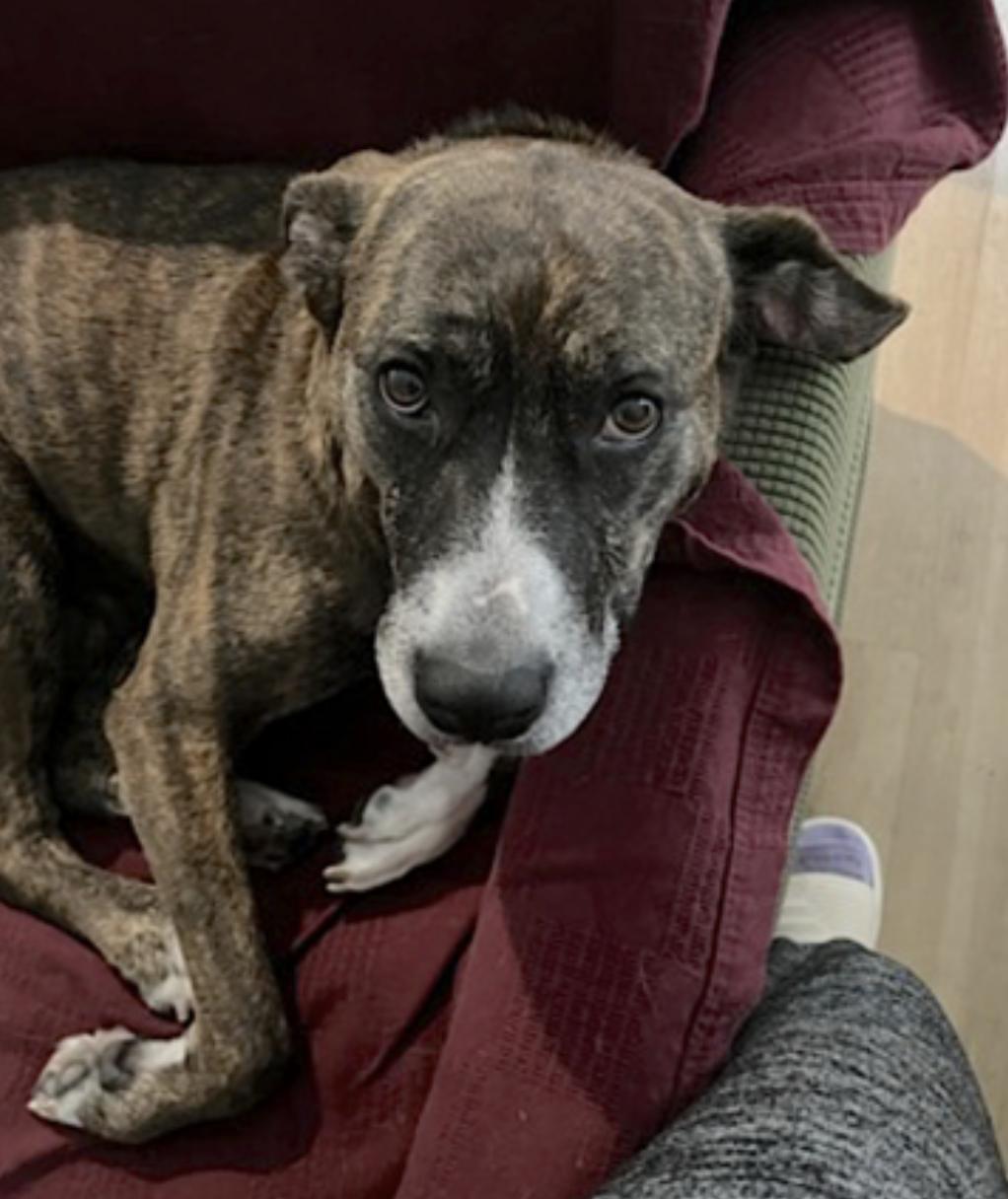 Baby, a Adoptable mixed breed in San Diego, CA image 2/6