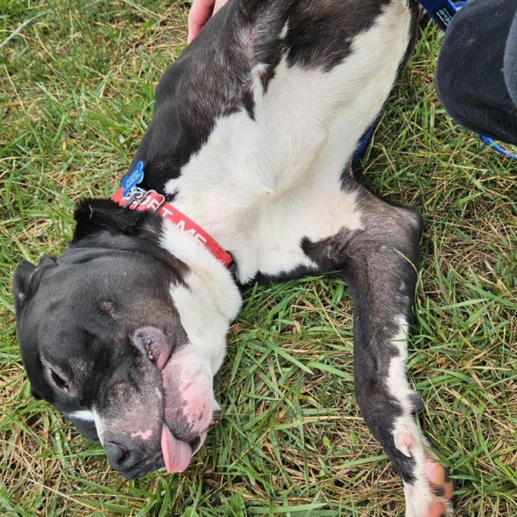 Enlarge Chaplin, a Adoptable Pit Bull Terrier in York, PA image 4/6