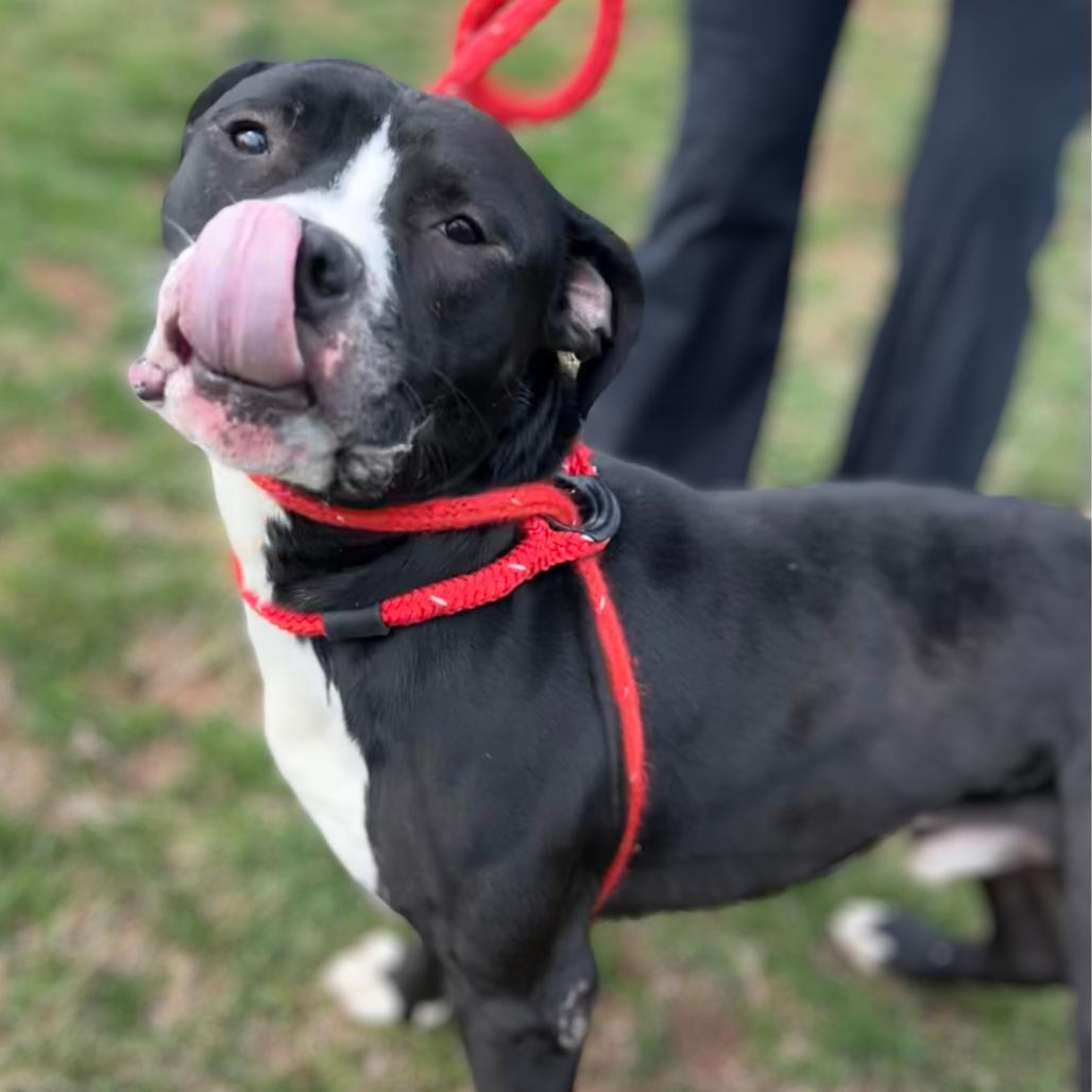 Enlarge Chaplin, a Adoptable Pit Bull Terrier in York, PA image 5/6